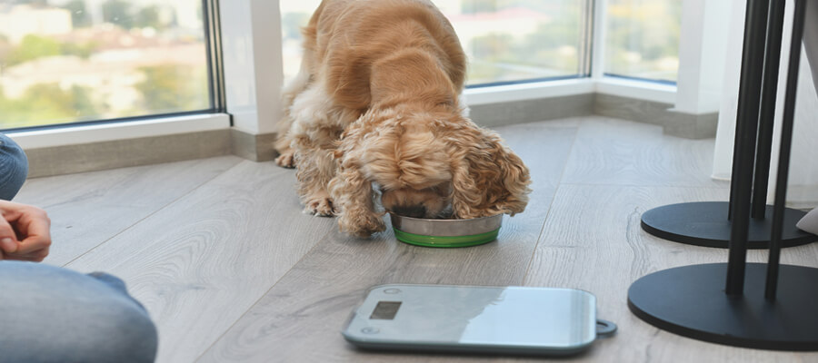 How Much Should You Really Be Feeding Your Dog?